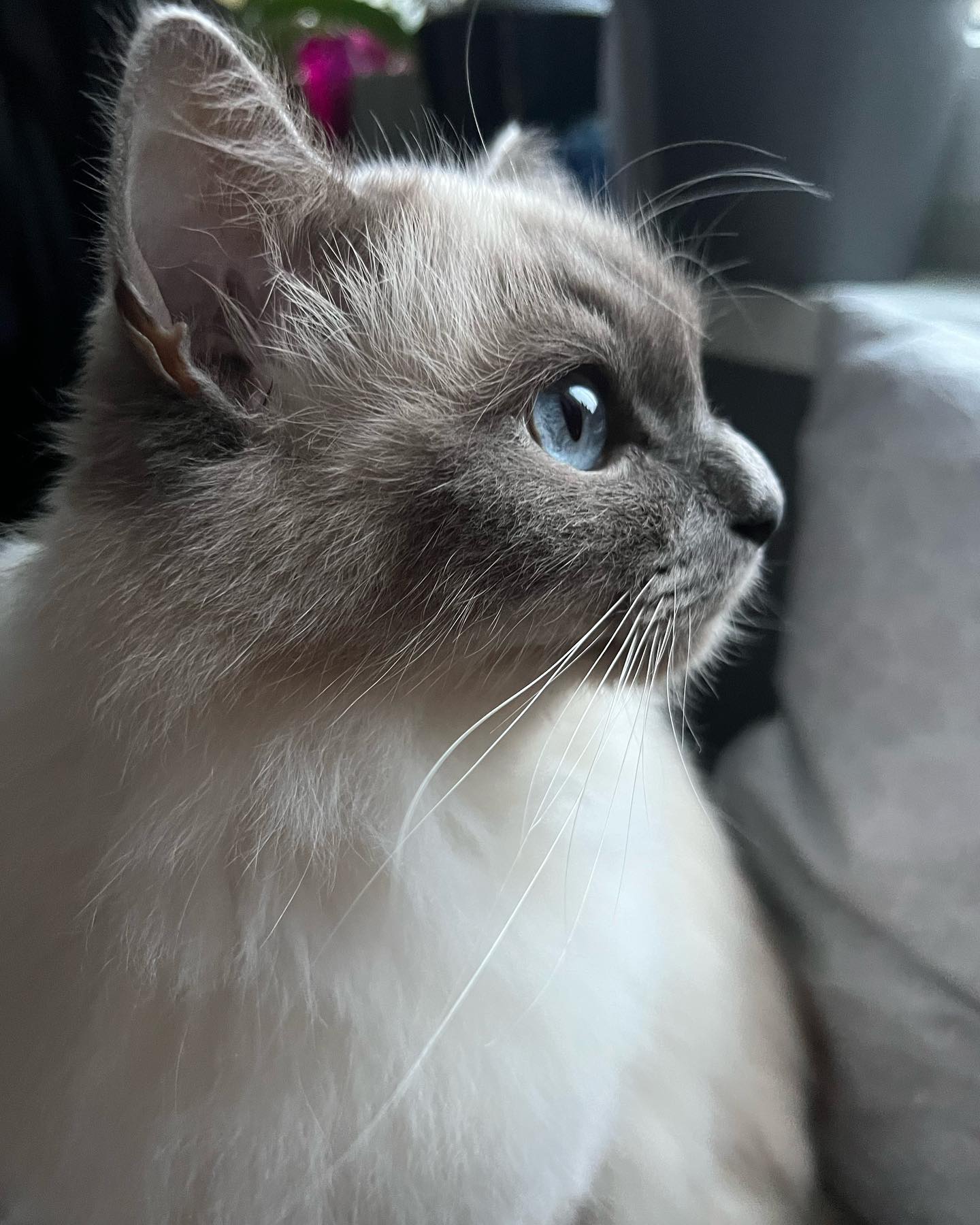 Profile picture
